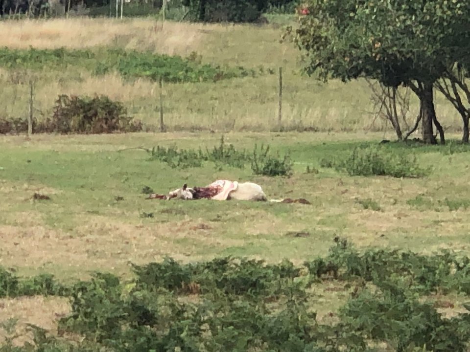 Una de las víctimas del lobo en Ribadeo