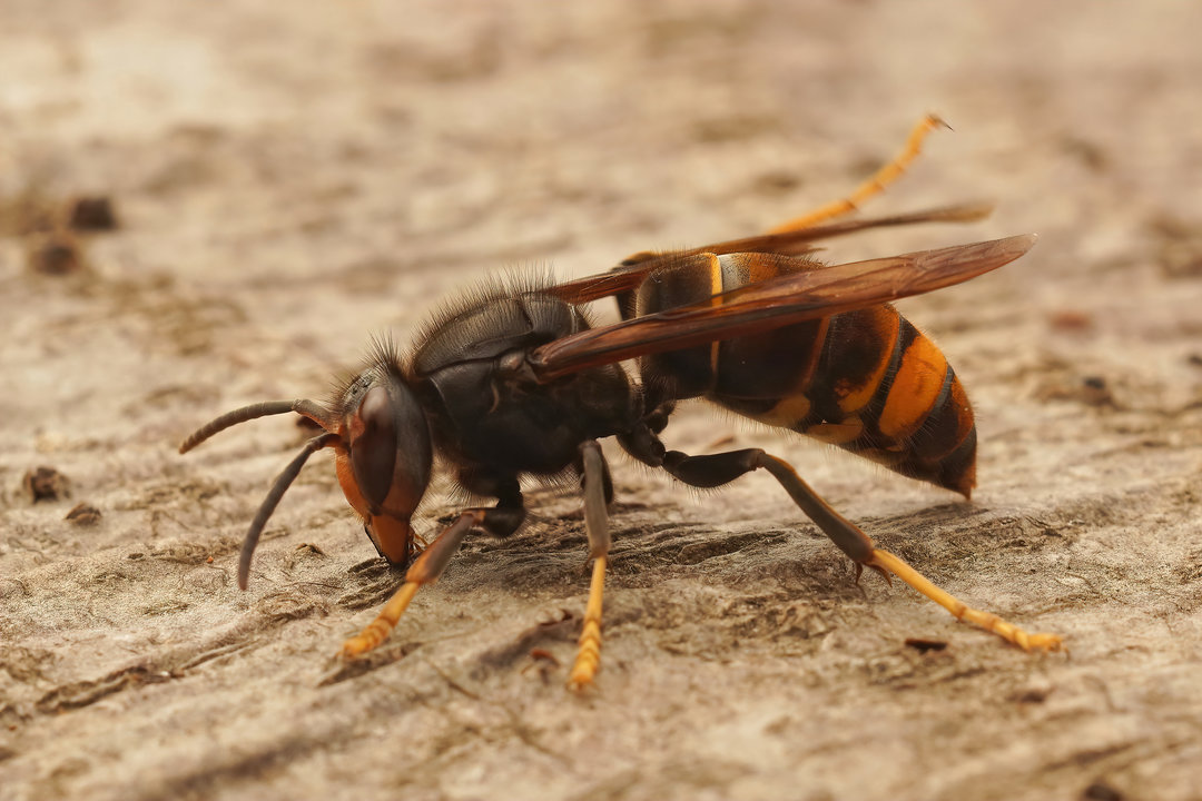 avispa velutina