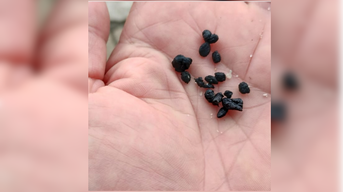 Muestra de las bolitas de fuel que están aparareciendo en las playas de la comarca.