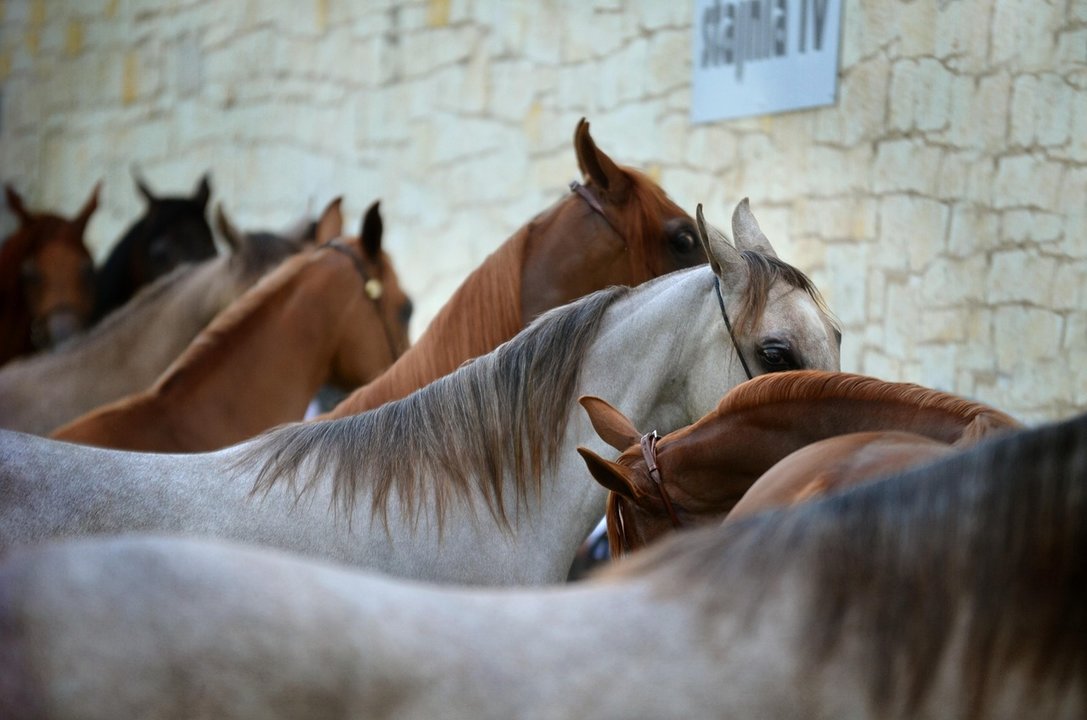 caballos feria