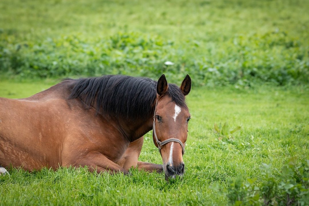 Caballo