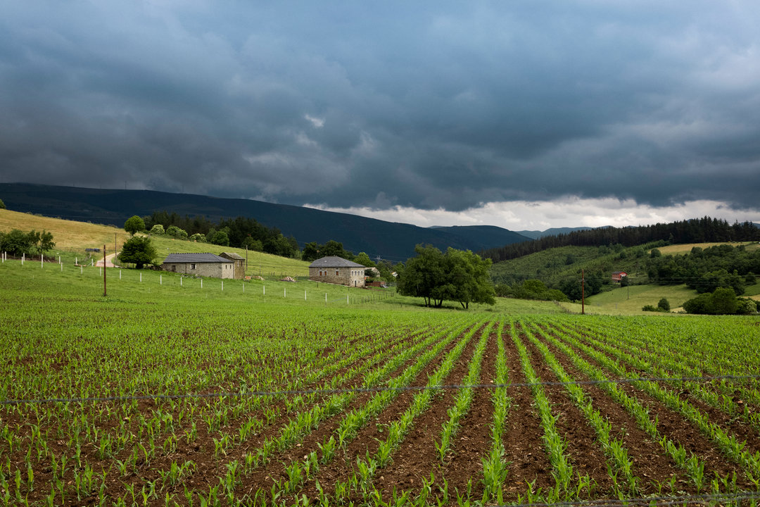 Agricultura_campo_Siembra_occidente (2)