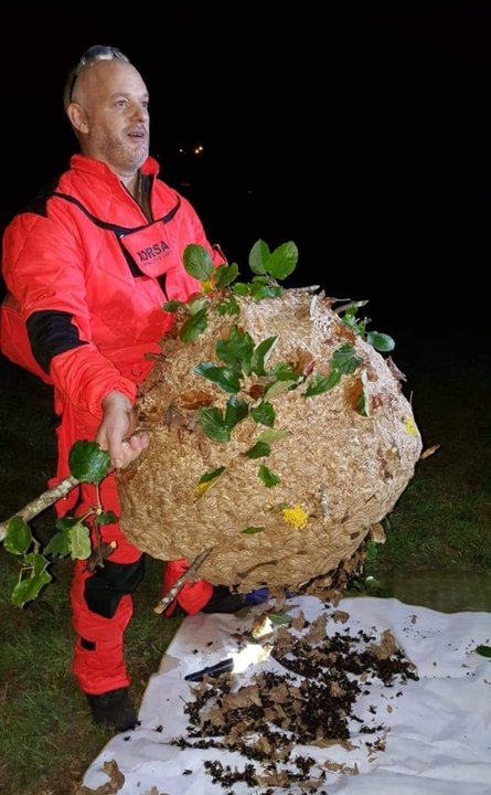 Manuel Andrade, con un nido de velutinas