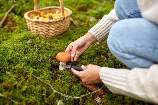 Persona recolectando setas en el campo.