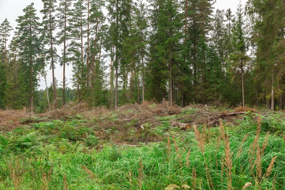 masa forestal bosque limpia