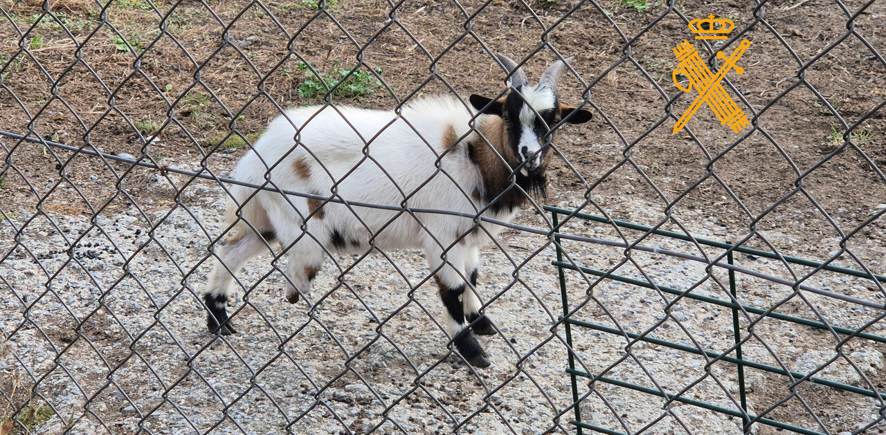 Cabra de un vecino de Lugo investigado por maltrato animal