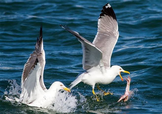 gaviota patiamarilla