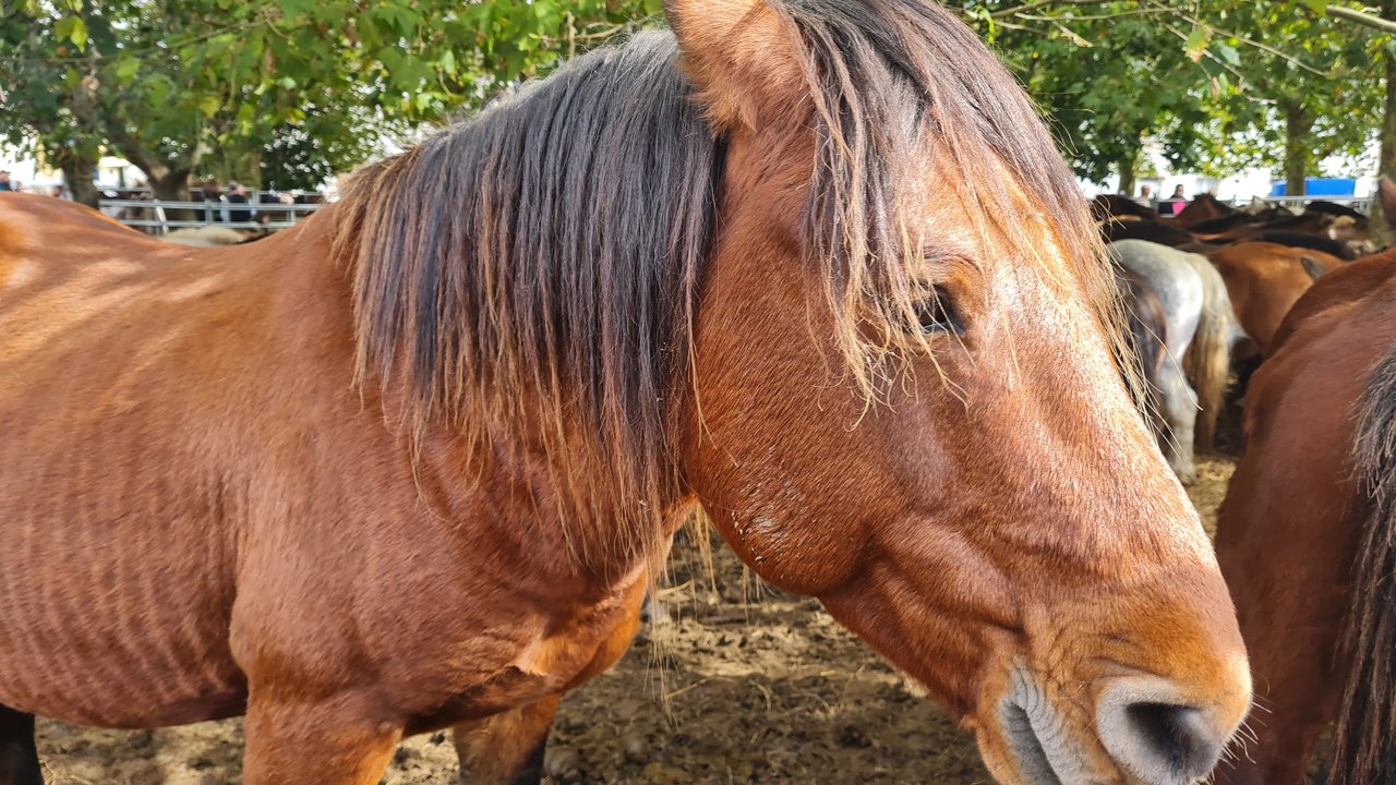 As San Lucas 2024, caballos