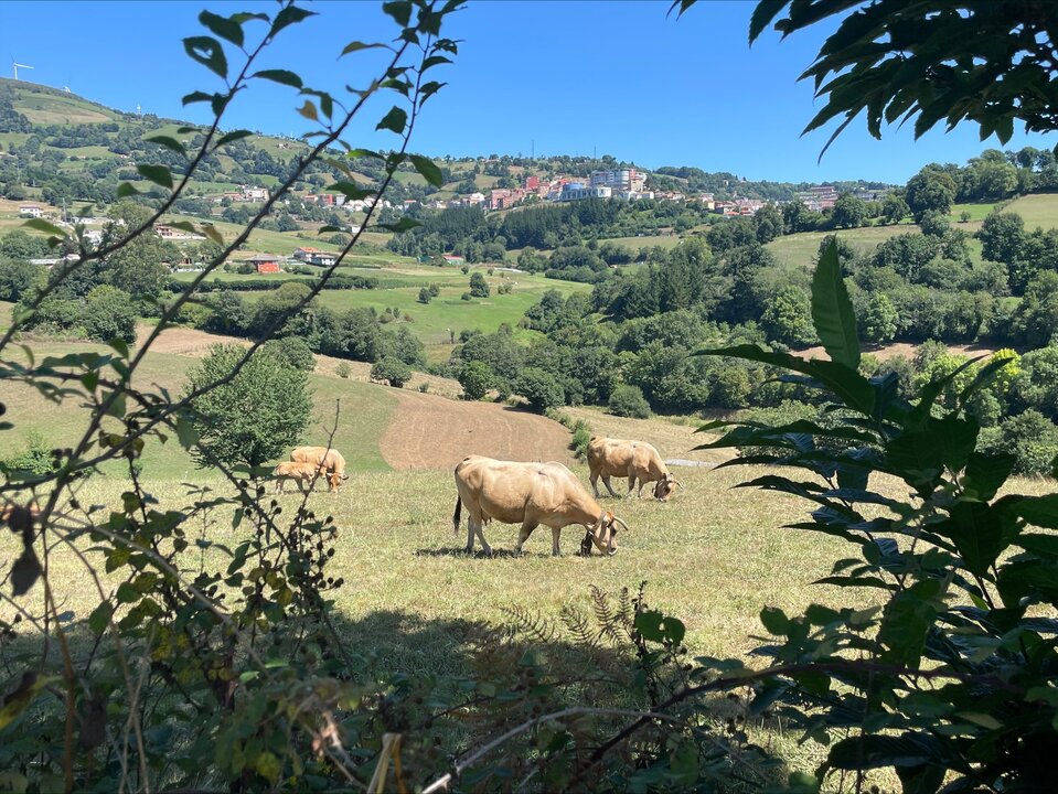 vacas