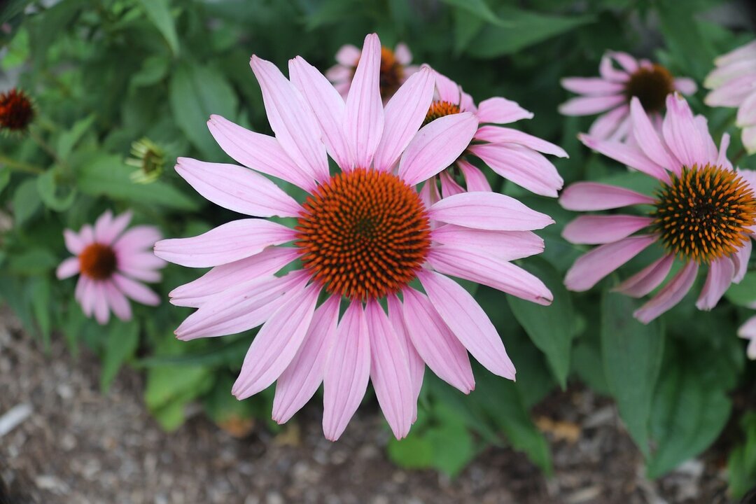 Flor violeta