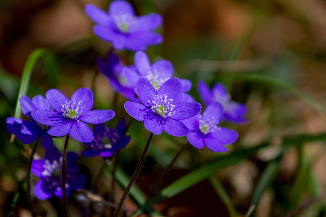 Flor violeta