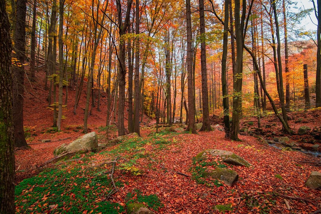 Otoño, paisaje, naturaleza