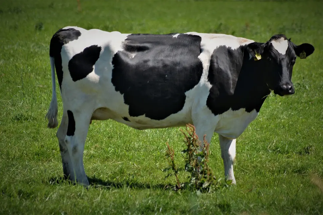 cow-3510423_1280