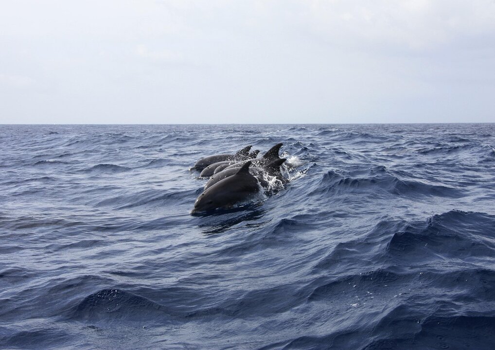 Delfín, delfines