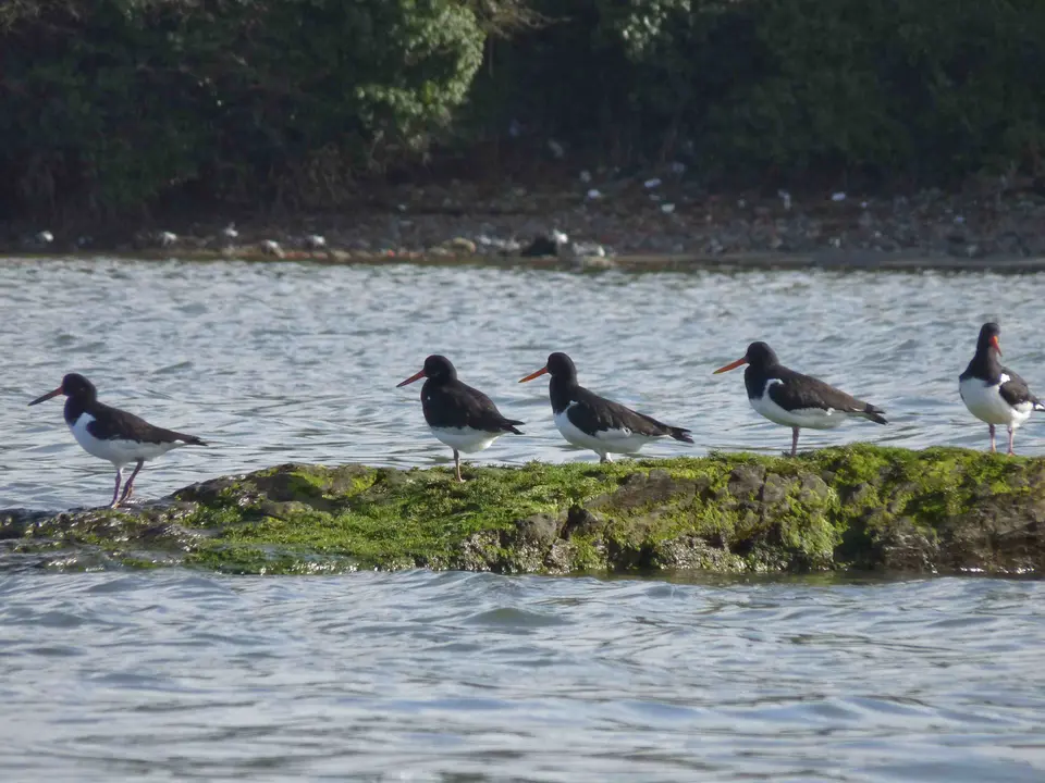 foto ayuntamiento de castropol aves en el eo