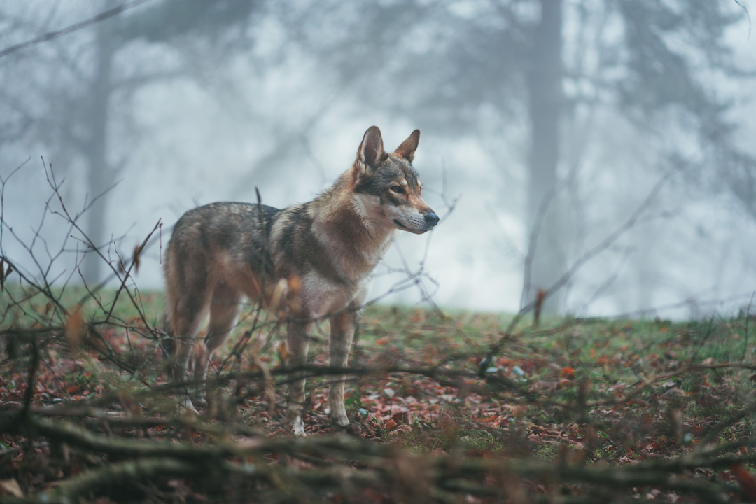 lobo