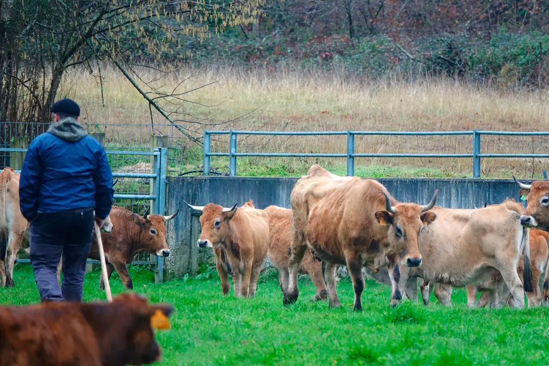 ganaderia medio rural asturias