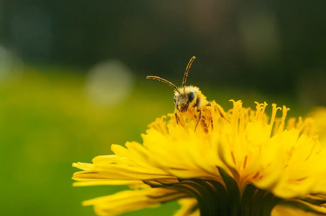 Abeja