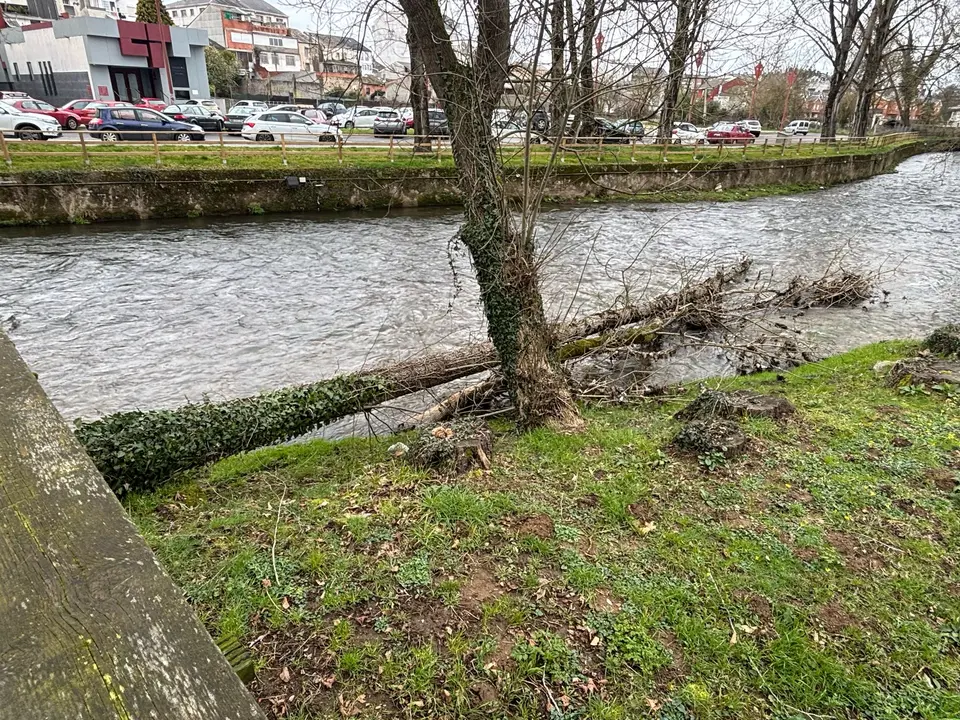 Árbores no río en Sarria