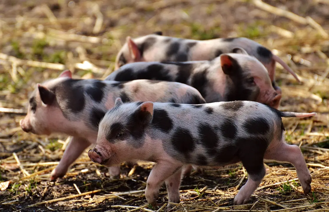 Cerdo, porco, cochinillo