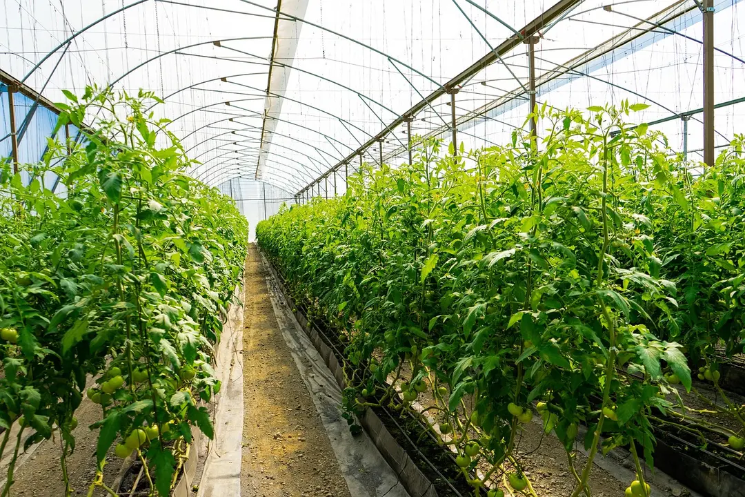 Huerta, tomates, plantación