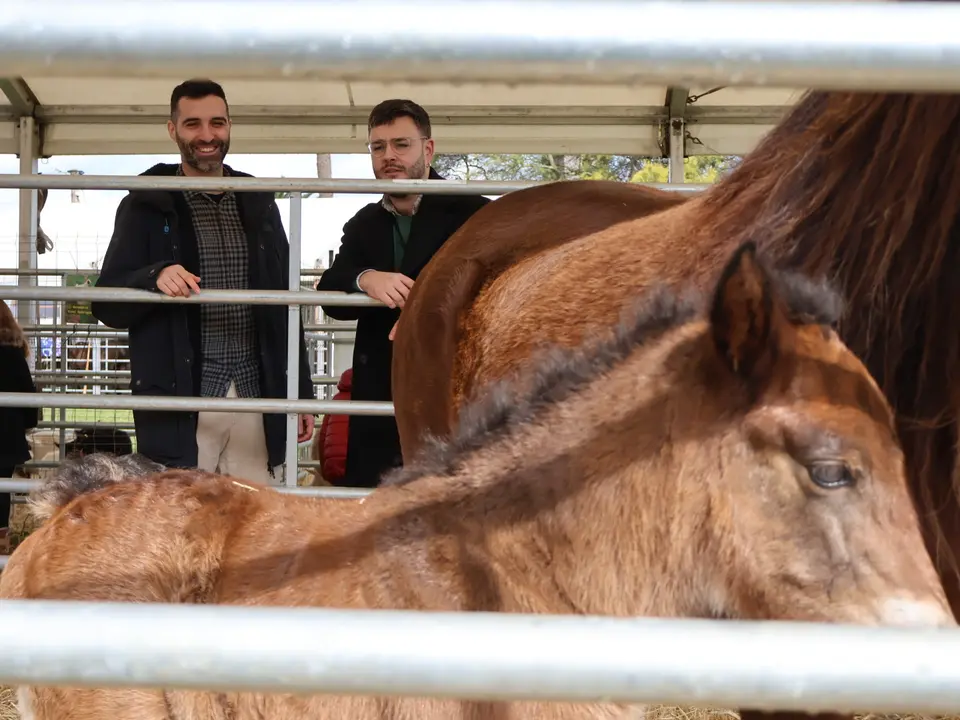 Feria de ganado San Rosendo, en San Miguel de Reinante