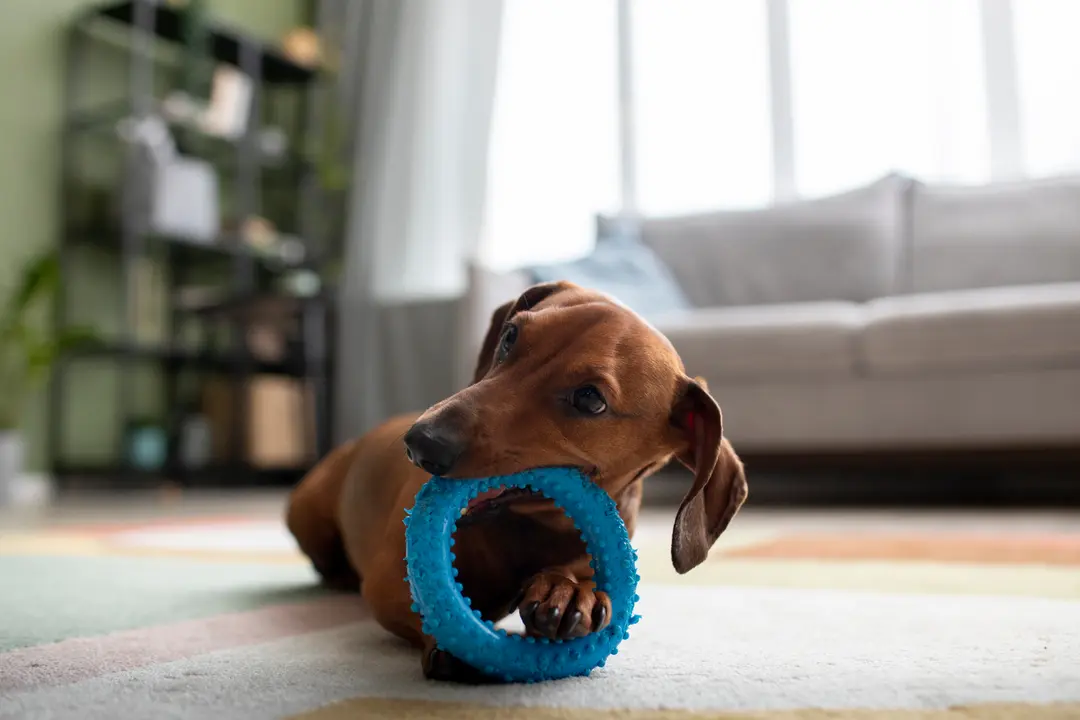 Mascota, chucho, perro, juguete