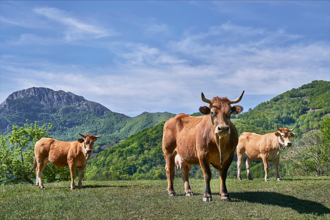 medio rural